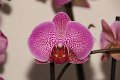 Phalaenopsis   088